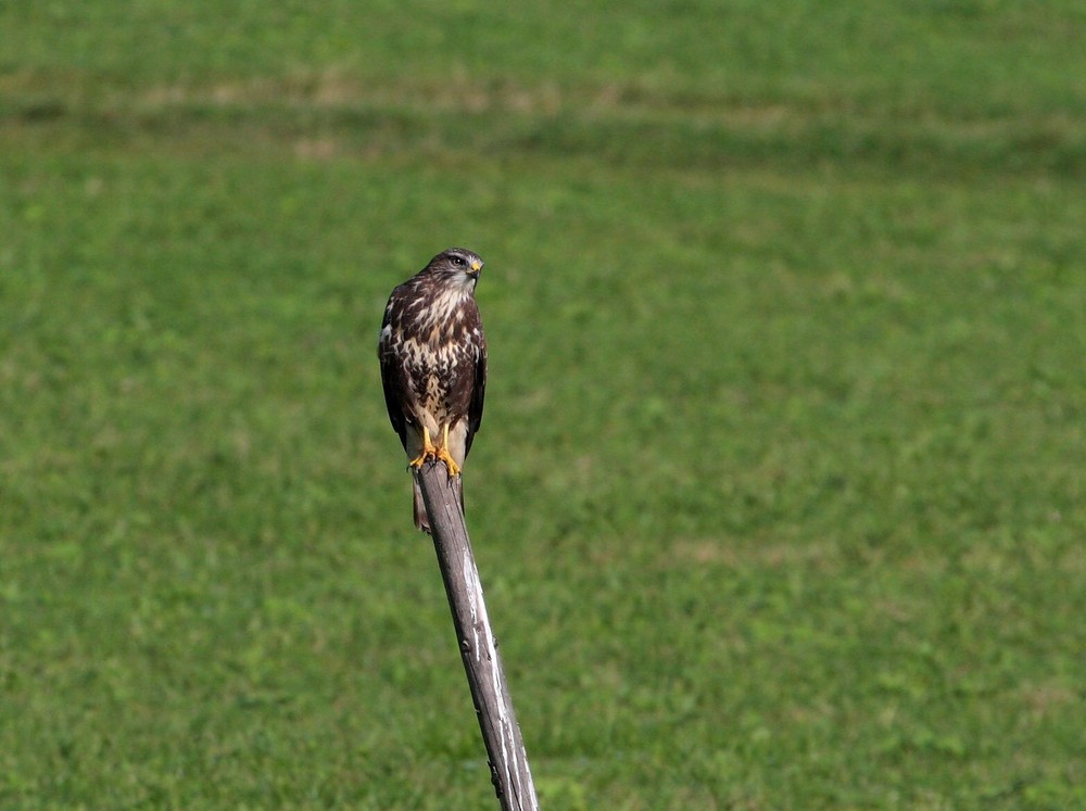 Bussard beim Sonnenbaden