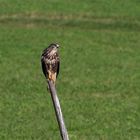 Bussard beim Sonnenbaden