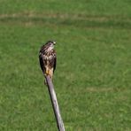 Bussard beim Sonnenbaden