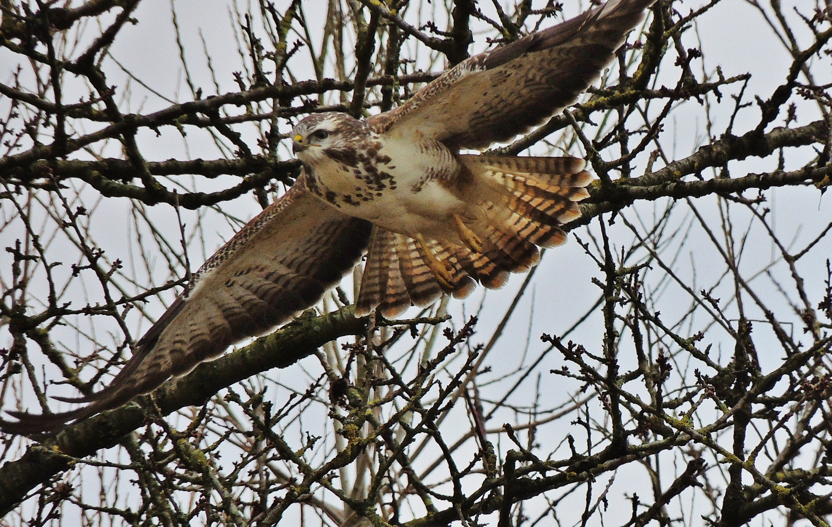 Bussard beim Start