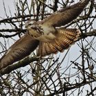 Bussard beim Start