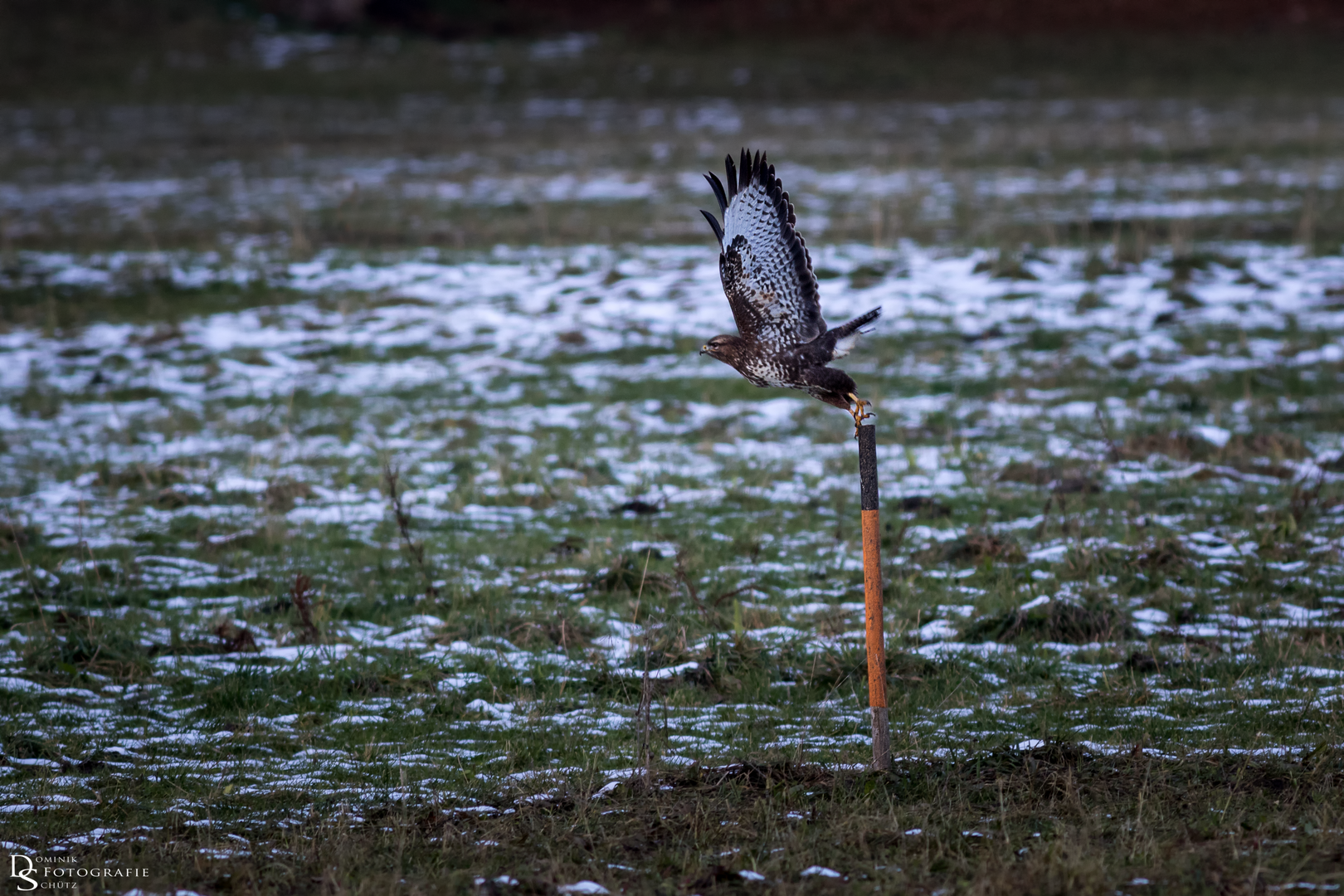 Bussard beim Start