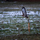 Bussard beim Start