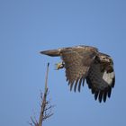 Bussard beim Start