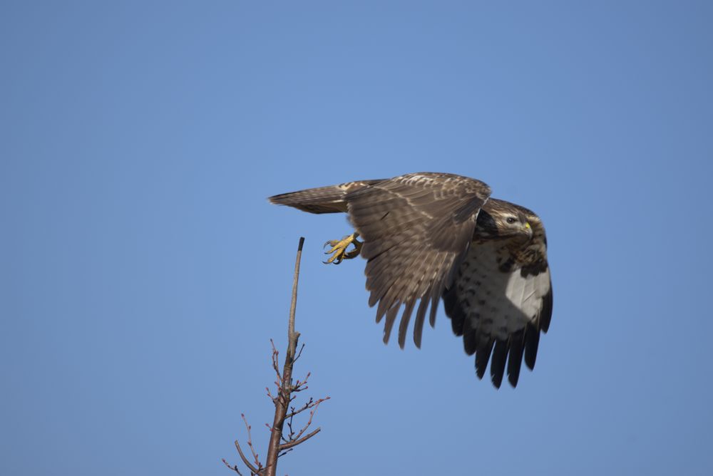 Bussard beim Start