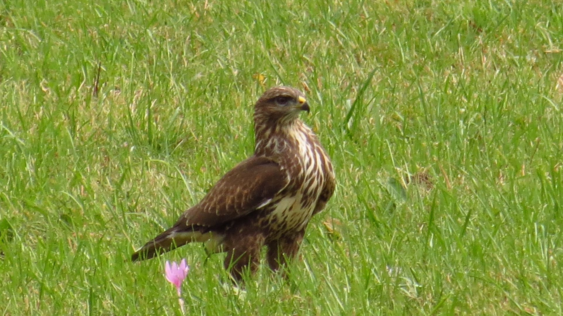 Bussard beim weiden