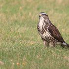 Bussard beim Würmer ziehen