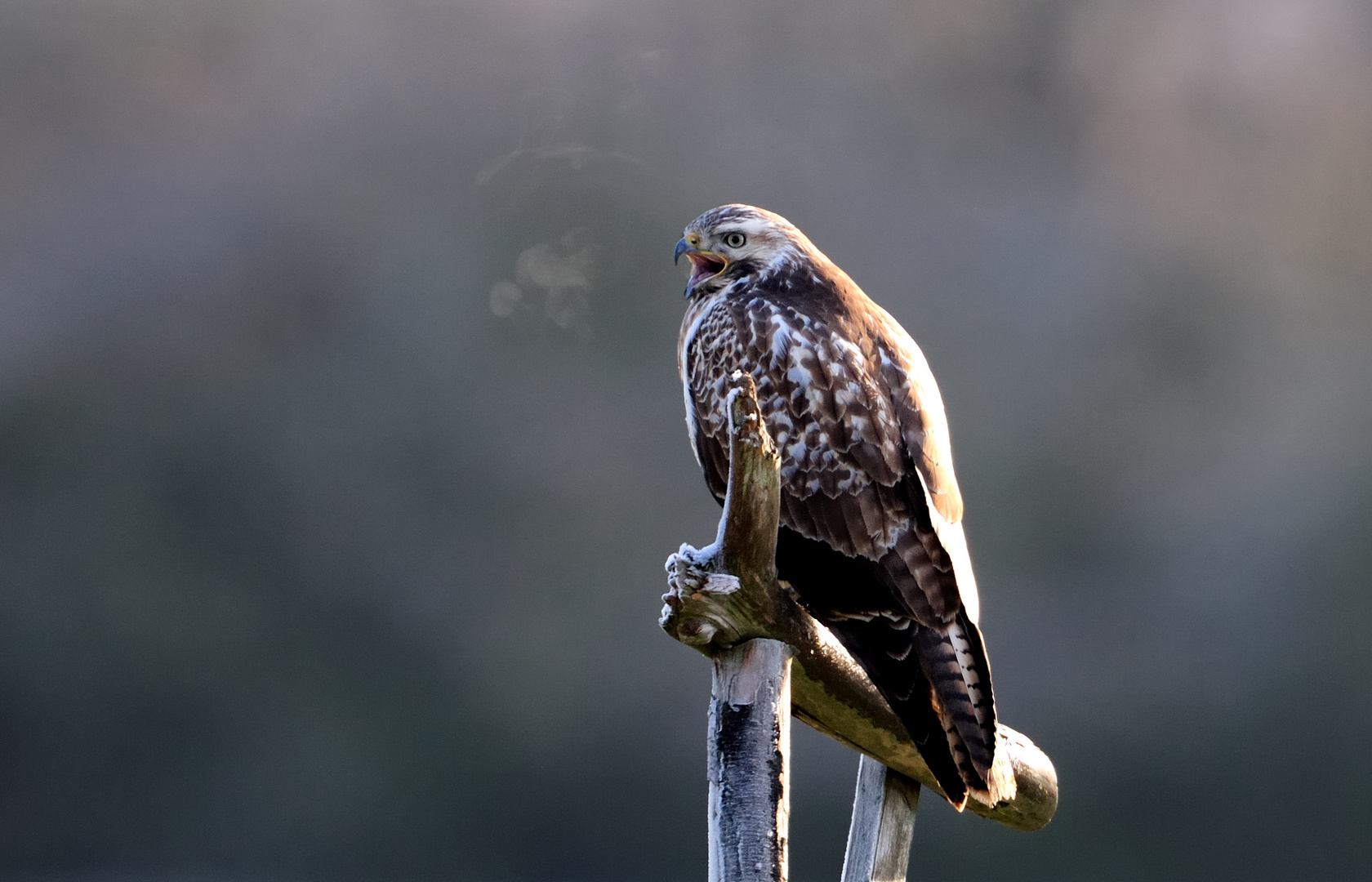 Bussard