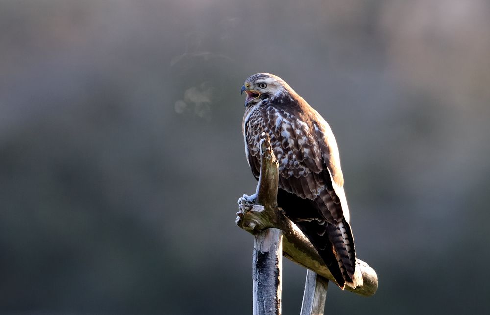 Bussard