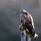 Bussard