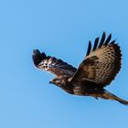 Bussard