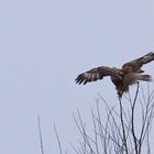 Bussard