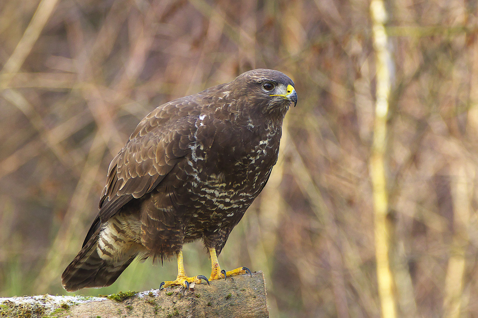 Bussard / Bild 1