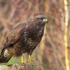 Bussard / Bild 1