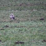 Bussard.. Bildbeschreibung bitte lesen !!