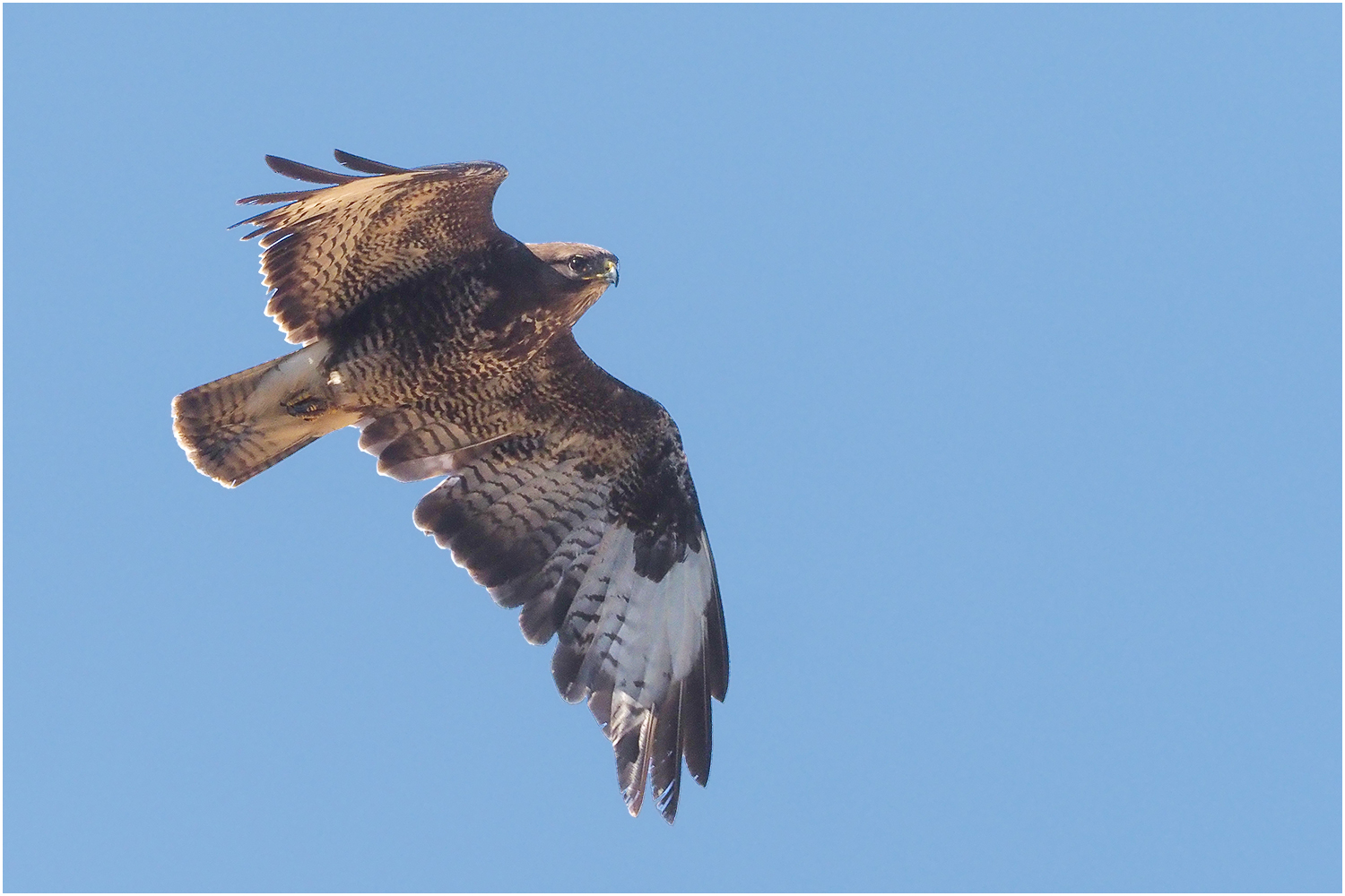 Bussard (Buteo)