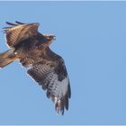 Bussard (Buteo)