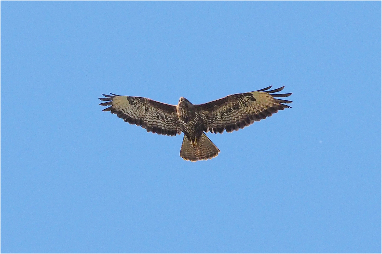 Bussard (Buteo)