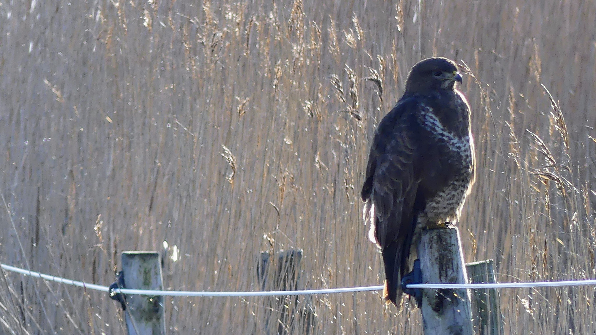 Bussard (Buteo)...