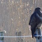 Bussard (Buteo)...