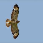 Bussard ( Buteo)