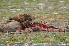 Bussard (Buteo) ...