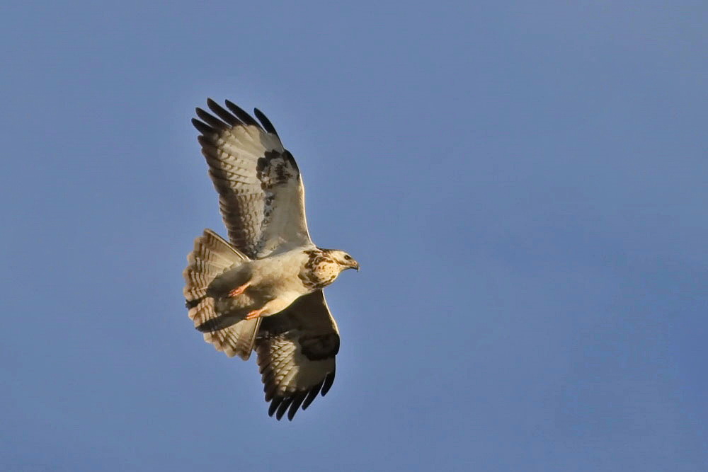 Bussard [Buteo]