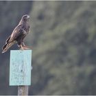 Bussard (Buteo buteo)