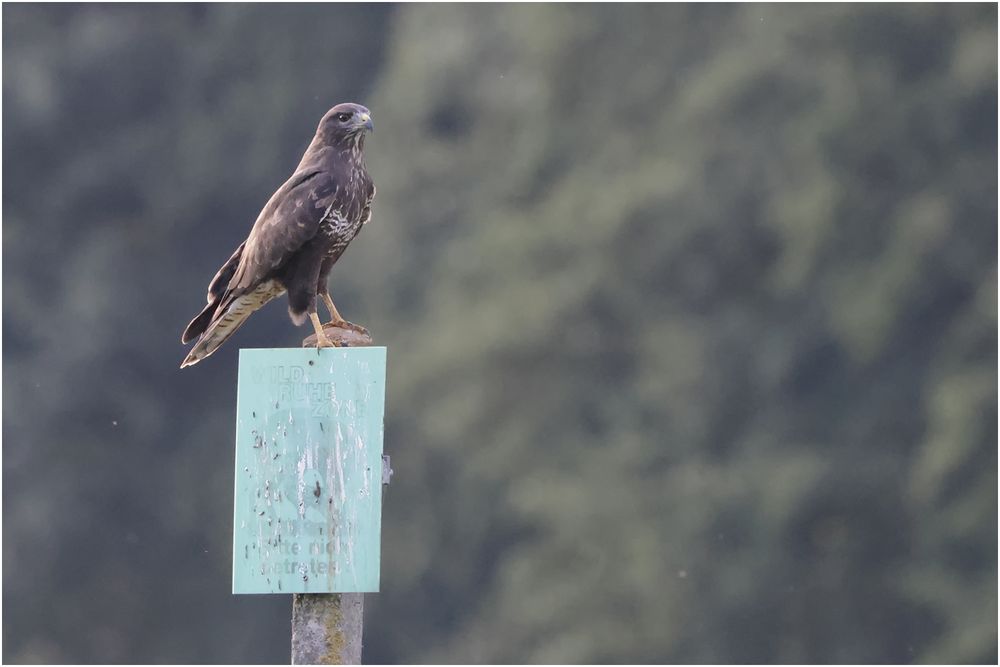 Bussard (Buteo buteo)