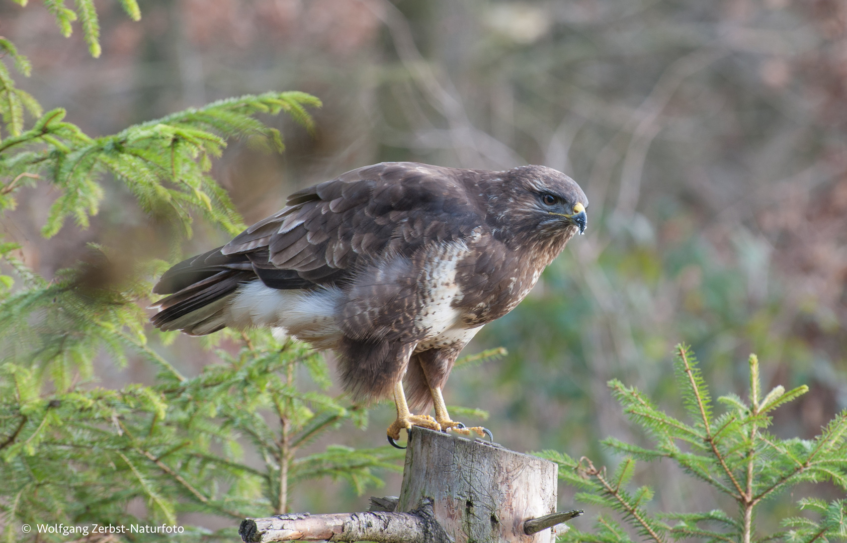 --- Bussard --- ( Buteo buteo )