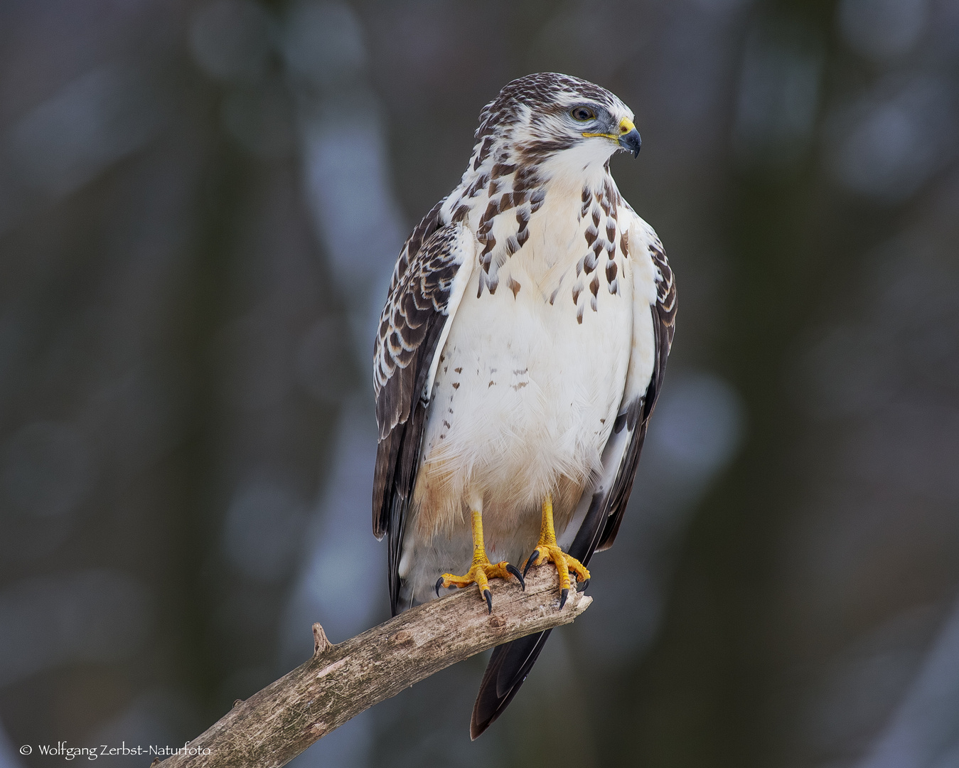   - BUSSARD -   ( Buteo buteo )