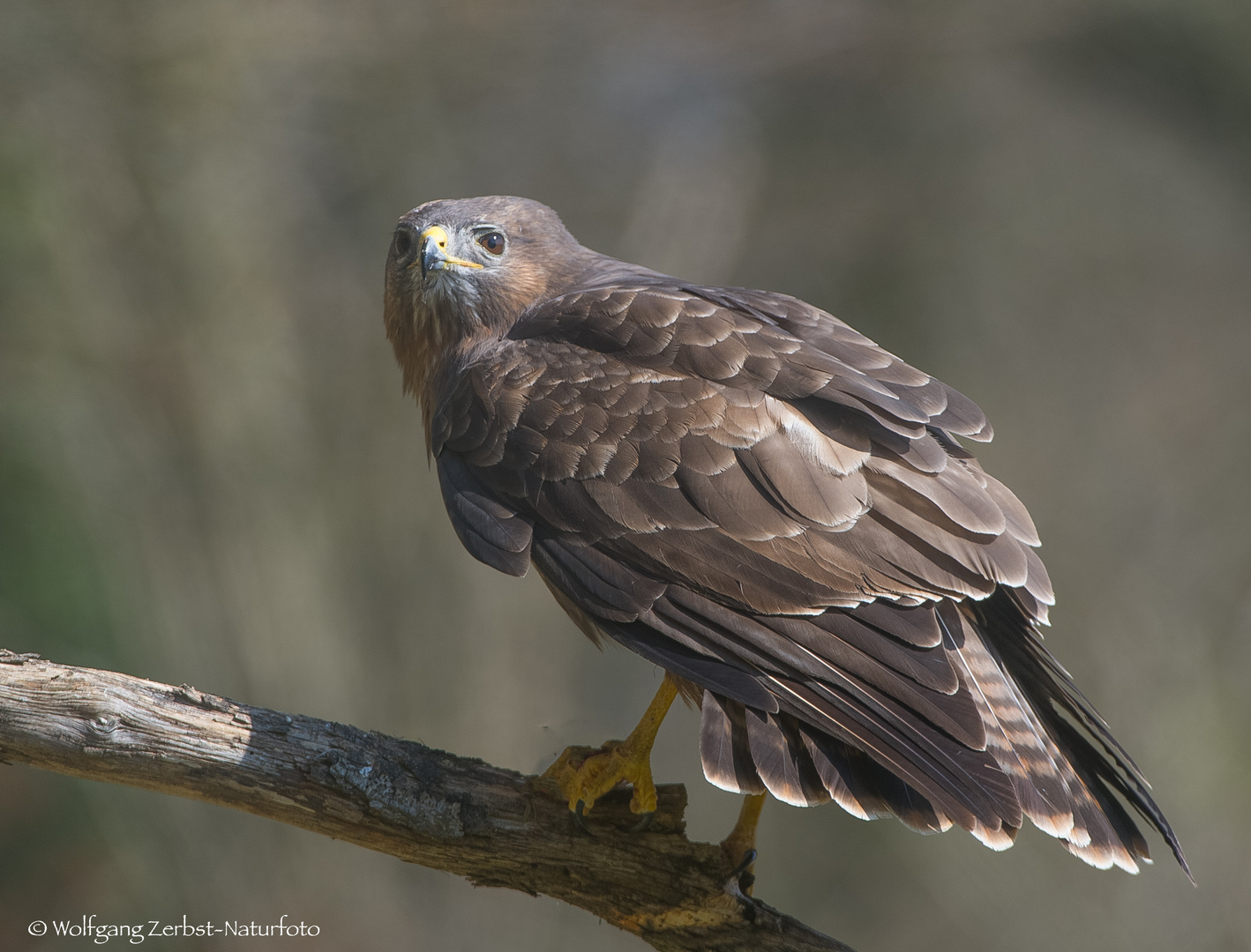 -- Bussard  --  (Buteo buteo )