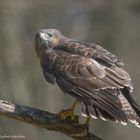 -- Bussard  --  (Buteo buteo )