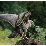 -- Bussard -- ( Buteo buteo )