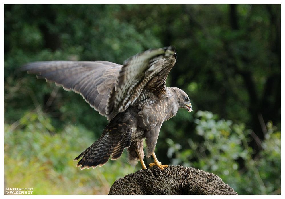 -- Bussard -- ( Buteo buteo )