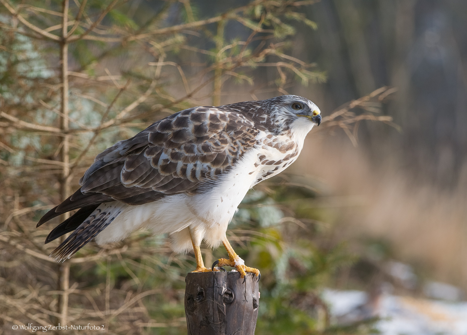 ". Bussard. "  ( Buteo buteo )