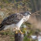 ". Bussard. "  ( Buteo buteo )