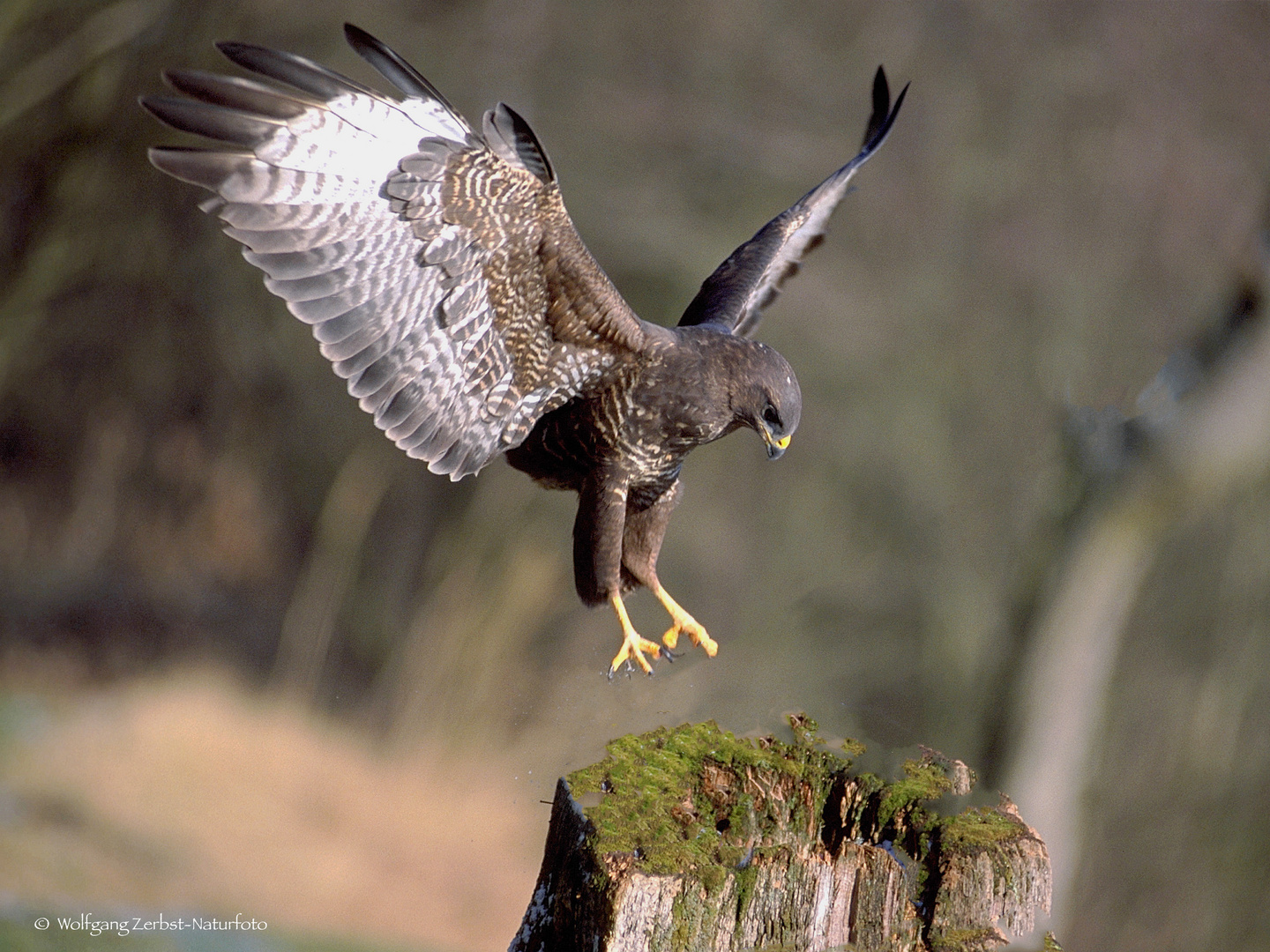  -  BUSSARD. -    ( Buteo buteo )