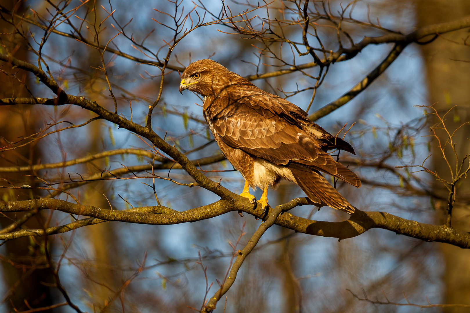 Bussard (Buteo buteo) 