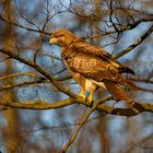 Bussard (Buteo buteo) 