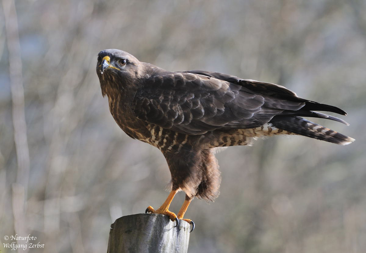 --- Bussard --- ( Buteo buteo )