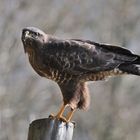 --- Bussard --- ( Buteo buteo )