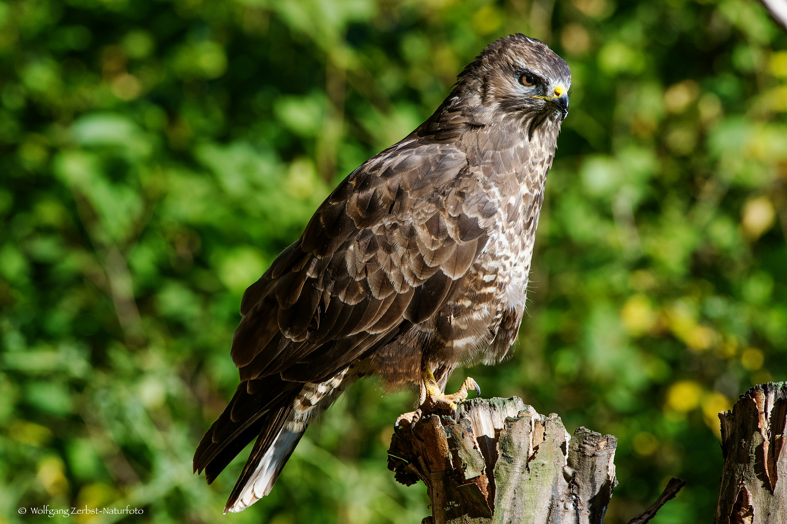 -  BUSSARD -  ( Buteo buteo )