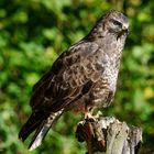 -  BUSSARD -  ( Buteo buteo )