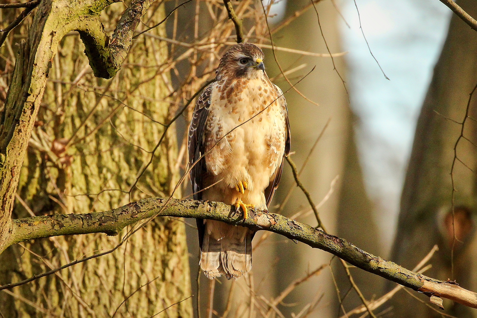 Bussard (Buteo buteo)