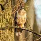 Bussard (Buteo buteo)