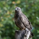 --- Bussard  ---  ( ( Buteo buteo )