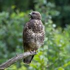 --- Bussard ---   ( Buteo buteo )