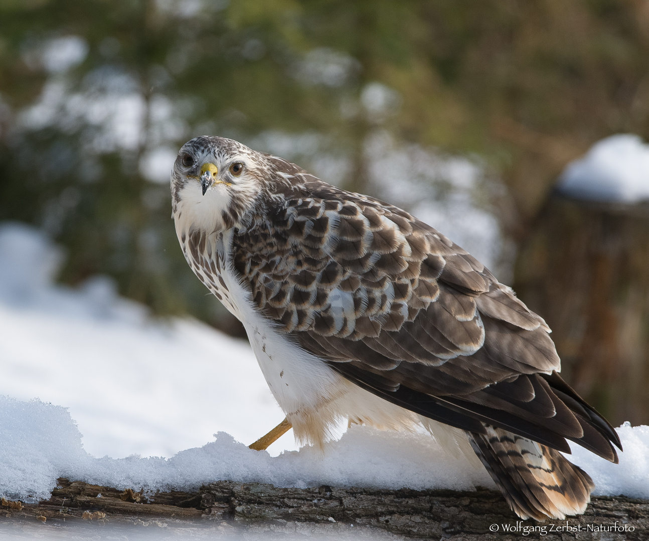 " Bussard "   ( Buteo buteo )