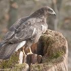 --- Bussard ---   ( Buteo buteo )